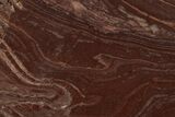 Polished, Neoproterozoic Stromatolite (Conophyton) - Morocco #350927-1